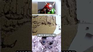 The Incredible Underground Cities of Ants [upl. by Alroy934]