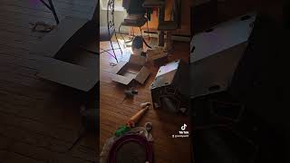 Matzo wants to know whats in this box cat shorts smallyoutuber youtubecreatorchallenge2024 [upl. by Missy]