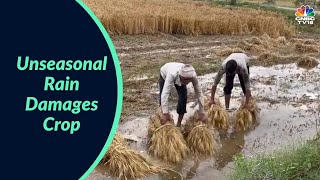 Unseasonal Rain Damages Crop In Maharashtra Rajasthan  Business News  CNBCTV18 [upl. by Ecirp792]