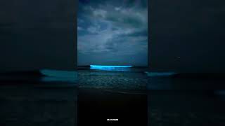 Bioluminescence at our very own Thiruvanmiyur Beach😍 bioluminescence trending viralvideo shorts [upl. by Nava]