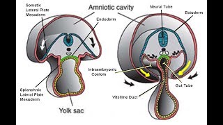 EMBRYOLOGY IX Folding of the Embryonic Disc and Related Disease [upl. by Loeb]