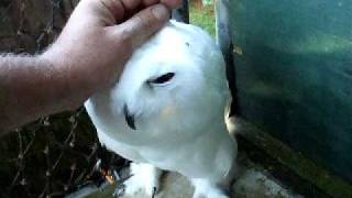 Snowy Owl Progress [upl. by Ynalem]