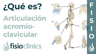 Articulación ACROMIOCLAVICULAR  Qué es ubicación partes movimientos y lesiones  FisioClinics [upl. by Neiman]