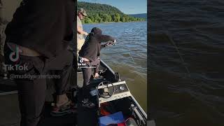 Muddy Water Lures smashing smallmouth all day on the susquehanna river bassfishing basslures [upl. by Ellie641]