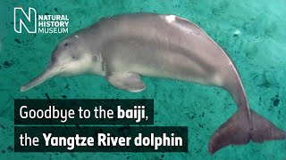 Goodbye to the baiji the Yangtze River dolphin  Natural History Museum [upl. by Anaele]