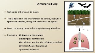 Classification and Structure of Fungi Fungal Infections  Lesson 1 [upl. by Aros]