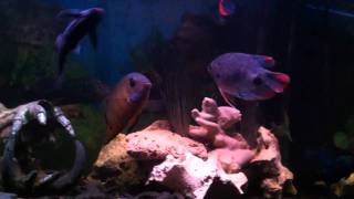 Oddball Cichlid Aquarium [upl. by Twila399]