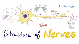 Structure of Neurons  Nerve Physiology Quick Review  Antomy and Physiology [upl. by Atsok]