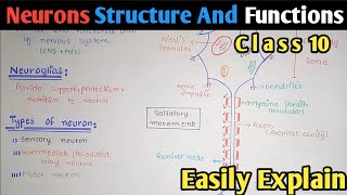 Neuron Structure And Functions  Nerve Cells  Class 10 Biology [upl. by Radec434]