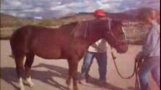 Equine Chiropractic Test For First Two Neck Vertebrae [upl. by Gratt]