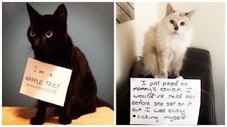 The Best of Cat Shaming [upl. by Nadaha]