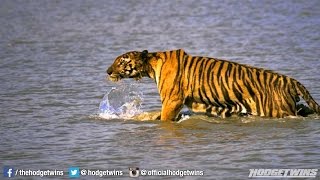 Tiger Attacks Woman In Boat Hodgetwins [upl. by Shue]