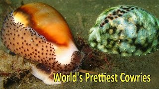 Top 5 Worlds Prettiest and Most Valuable Cowries [upl. by Meekahs]