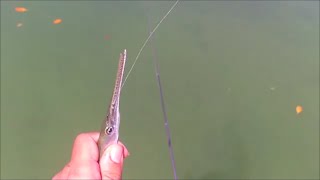 Needlefish Fishing with Circle Hook and Penfishingrodscom [upl. by Abana245]