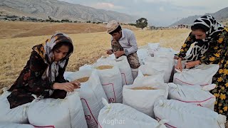 Harvesting Asghar Farm Harvesting wheat in the heat of summer [upl. by Aierb]