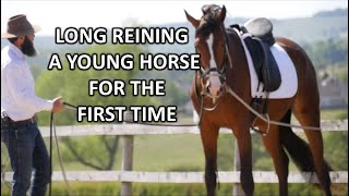 Long Reining a young horse for the first time [upl. by Marlette559]