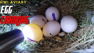 Egg Candling  Egg Candling Process From Day 1 To 21  Fertile egg  Infertile egg  HWI Aviary [upl. by Naujed779]