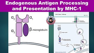 Endogenous Antigen Processing and PresentationMHC1  Cytosolic Pathway  Immunology  HSR Bioinfo [upl. by Ynamrej]