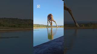 Why does a giraffe drinking water seem so awkward 🦒😲 🎥 ViralHog [upl. by Gertie515]