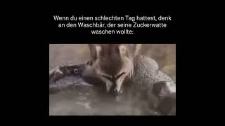 Waschbär wäscht seine Zuckerwatte shorts [upl. by Glasgo]