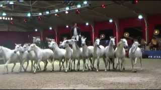 Lorenzo at European Arabian Horse Championships  October 2014 [upl. by Trinette]