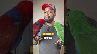 Unknown Facts about Eclectus Parrot  ShaikhTanveer ExoticPets ExoticBirds ParrotHealth [upl. by Manard143]