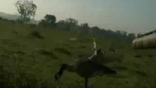 The Closest Goose Kill EVER 4 ft w BARREL CAM [upl. by Iadam]