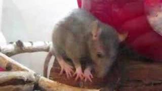 Willie le rat fait sa toilette [upl. by Lenee]