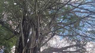 Tanzania Hornbills at Irente Farm [upl. by Helbona]