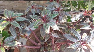 Balsam Plant Care Hindi  How To Grow amp Care Balsam Plant in Pots  Balsam Flower [upl. by Rebekkah]