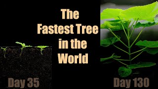 The Fastest Growing Tree 🌳 Paulownia 140 Days TimeLapse [upl. by Askwith506]