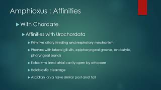 Chordate  Affinities of Amphioxus [upl. by Wolfe]