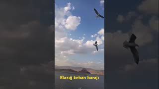 Elezığ keban barajı feribot [upl. by Euqinu]