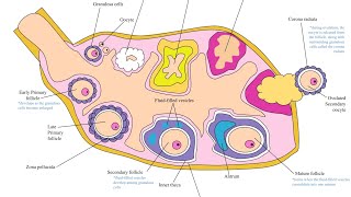 OOGENESISSTRUCTURE OF OVUMHUMAN REPRODUCTIONNCERTCLASS 12THPhysicsWallah [upl. by Arrakat]