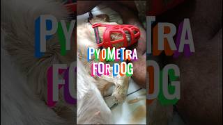 কুকুরের pyometra হলে কি সমস্যা হয় 🐕🐕 কুকুরেরওয়াই ডিসচার্জ কেন হয় pyometra [upl. by Essex]