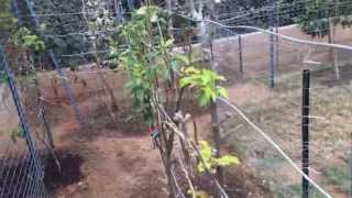 High Density Espalier Gardener  How to build a Metal Trellis 032315 Part 2 [upl. by Anivahs]