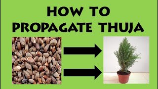 How To Propagate Thuja From Seeds [upl. by Savihc]