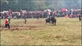 pong jingkyrmen vs syang 🐂 [upl. by Johna369]