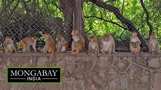 Monitoring monkey business in Delhi [upl. by Oiluig]