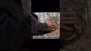 We found a hornets nest hornet outdoors hunting [upl. by Roselani78]