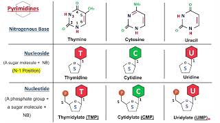 Introduction to Nucleic Acids Nucleosides and Nucleotides  Biochemistry Basics [upl. by Jenkel]