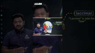 Human Skull  Lacrimal Bone  Anatomy Location and Function Explained  ALLEN NEET [upl. by Haynes]