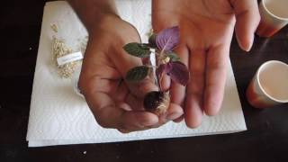 Planting Micro Sinningia Tubers [upl. by Akeim928]