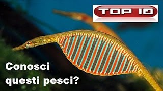 Top 10 pesci che non conosci 🐠 [upl. by Gare]