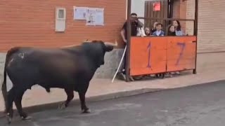 😱 CORREN PELIGRO TODOS CON ESTE TORO BRAVO [upl. by Niriam453]