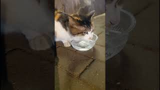 cat drinking water ASMR [upl. by Anilet]