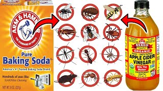 EFFECTIVE PEST CONTROL Baking Soda and Vinegar Solution Revealed For Cockroaches Fleas Ants etc [upl. by Donatelli]