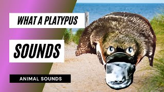 What a Platypus Sounds Like  Animation  mp3 [upl. by Niwdog]