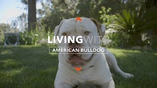 ALL ABOUT LIVING WITH AMERICAN BULLDOGS [upl. by Joshia427]