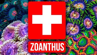 The Zoanthus Troubleshooting Guide [upl. by Ragde]